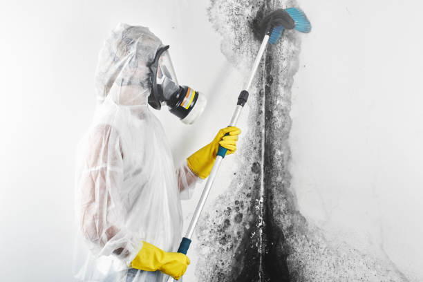 Best Asbestos and Lead Testing During Mold Inspection  in Crawfordville, FL
